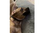 Adopt Lily a Brown/Chocolate - with Tan Puggle / Puggle / Mixed dog in Falls