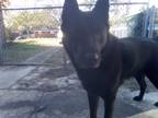 Adopt Duncan a Black German Shepherd Dog / Chow Chow / Mixed dog in Franklin