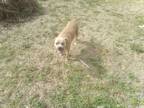 Adopt Bessie a Tan/Yellow/Fawn Staffordshire Bull Terrier / Mixed dog in
