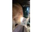 Adopt Hobo a Orange or Red Turkish Angora / Mixed (medium coat) cat in Trinidad