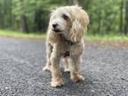 Adopt Ramsey a Tan/Yellow/Fawn - with White Maltipoo / Mixed dog in Wake Forest