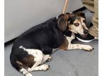 Adopt 2024-05-135 *Ziggy* a Beagle / Mixed dog in Winder, GA (41472702)