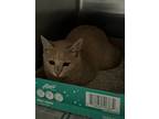 Adopt 2024-05-137 a Domestic Shorthair / Mixed (short coat) cat in Winder