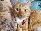 Adopt Gourd a Orange or Red American Shorthair / Mixed (short coat) cat in