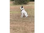 Adopt Panda a White - with Black Australian Cattle Dog / Terrier (Unknown Type