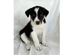 Adopt Max a Tricolor (Tan/Brown & Black & White) Border Collie / Mixed dog in