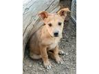 Adopt HUGGY BOO a Tan/Yellow/Fawn Cattle Dog / Mixed dog in Pena Blanca