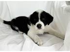 Adopt Toby a White - with Black Border Collie / Mixed dog in Mooresville