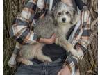 Adopt Lilo a Merle Aussiedoodle / Mixed dog in Wolverine, MI (41472663)