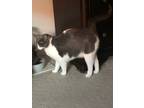 Adopt Ysabeau a Gray or Blue (Mostly) American Shorthair / Mixed (short coat)