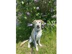 Adopt Brie a Shepherd (Unknown Type) / Mixed dog in Port McNicoll, ON (41470087)