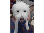 Adopt Micky a White Havanese / Miniature Poodle / Mixed dog in Zephyr