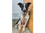 Adopt Hoot a Border Collie / Blue Heeler / Mixed dog in Birdsboro, PA (41472638)