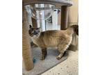 Adopt Coco a Gray or Blue (Mostly) Balinese (short coat) cat in Forney