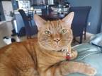 Adopt Squash a Orange or Red American Shorthair / Mixed (short coat) cat in
