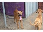 Adopt Jake a Red/Golden/Orange/Chestnut Mixed Breed (Medium) / Mixed dog in