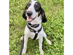 Adopt Gunner a Tricolor (Tan/Brown & Black & White) Treeing Walker Coonhound /