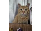 Adopt Minou a Domestic Shorthair / Mixed cat in Pembroke, ON (41472607)