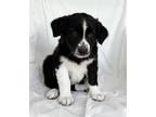 Adopt Eloise a Black - with White Border Collie / Mixed dog in Mooresville
