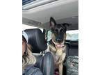 Adopt Inga a Black - with Tan, Yellow or Fawn German Shepherd Dog / Mixed dog in