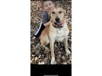 Adopt Lucy a Tan/Yellow/Fawn - with White Mutt / Labrador Retriever / Mixed dog