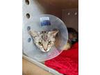 Adopt Silver a Domestic Shorthair / Mixed cat in Stouffville, ON (41472648)