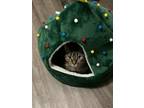 Adopt Tiger a Spotted Tabby/Leopard Spotted Tabby / Mixed (short coat) cat in