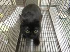 Adopt Marcy a Domestic Shorthair / Mixed cat in Raleigh, NC (41472615)