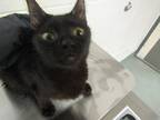 Adopt Shadow a Domestic Shorthair / Mixed cat in Raleigh, NC (41472613)