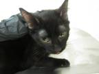 Adopt Rocky a Domestic Shorthair / Mixed cat in Raleigh, NC (41472612)