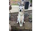 Adopt Bonny a White - with Tan, Yellow or Fawn Golden Retriever / Mixed dog in
