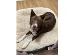 Adopt Rosey a Brown/Chocolate - with White Border Collie / Mixed dog in