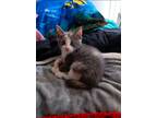 Adopt Stoney a Calico or Dilute Calico Calico / Mixed (medium coat) cat in