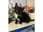 Adopt Steven a Black & White or Tuxedo Domestic Shorthair cat in LYNCHBURG