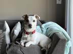Adopt Maui a White - with Brown or Chocolate Jack Russell Terrier / Mixed dog in