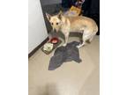 Adopt Zeus a Tan/Yellow/Fawn German Shepherd Dog / Mixed dog in Elkhart