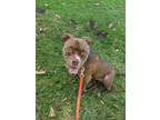 Adopt Diamond a Brown/Chocolate - with White American Pit Bull Terrier / Mixed