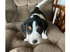 Adopt Angel a Tricolor (Tan/Brown & Black & White) Hound (Unknown Type) / Mixed