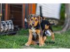 Adopt Rogue a Black - with Tan, Yellow or Fawn Hound (Unknown Type) / Mixed dog