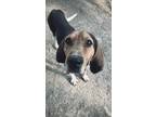 Adopt Clive a Tricolor (Tan/Brown & Black & White) Coonhound / Mixed dog in