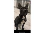 Adopt Sunny a Black - with White American Staffordshire Terrier / Shepherd