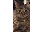 Adopt Logan a Brown Tabby Domestic Shorthair / Mixed (short coat) cat in Newport