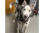 Adopt Mateo a Siberian Husky / Mixed dog in Escondido, CA (41472141)