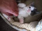 Adopt Tonné a Calico or Dilute Calico Calico / Mixed (medium coat) cat in