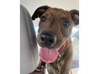 Adopt Remington - Roslindale , MA a Brindle Mixed Breed (Medium) / Mixed dog in