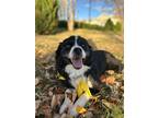 Adopt Bogey a Black - with White Australian Shepherd / Mixed dog in Lees Summit