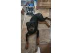 Adopt Indy a Black - with Tan, Yellow or Fawn Rottweiler / Mixed dog in Rock