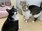 Adopt Cream Puff & Eclair a Black & White or Tuxedo Domestic Shorthair / Mixed