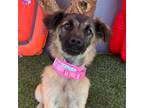 Adopt Harper a Gray/Silver/Salt & Pepper - with Black Belgian Malinois / Mixed