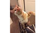 Adopt Ramses a Orange or Red Tabby Domestic Shorthair / Mixed (short coat) cat